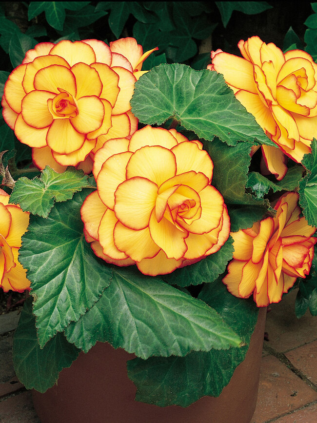 Begonia Picotee Sunburst