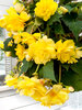 Begonia Pendula Yellow