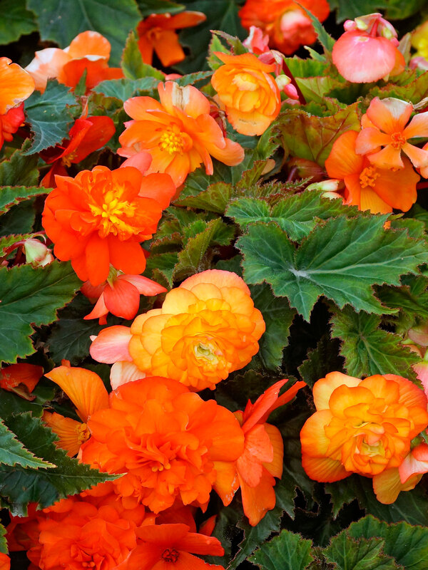 Begonia Sunray
