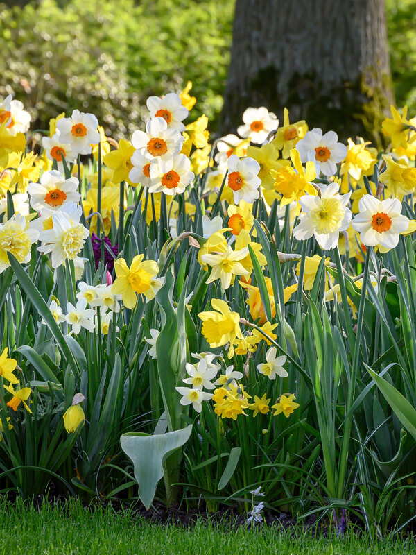 Border Garden Dreamscape