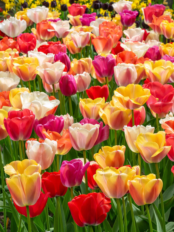 Border Garden Fields of Joy