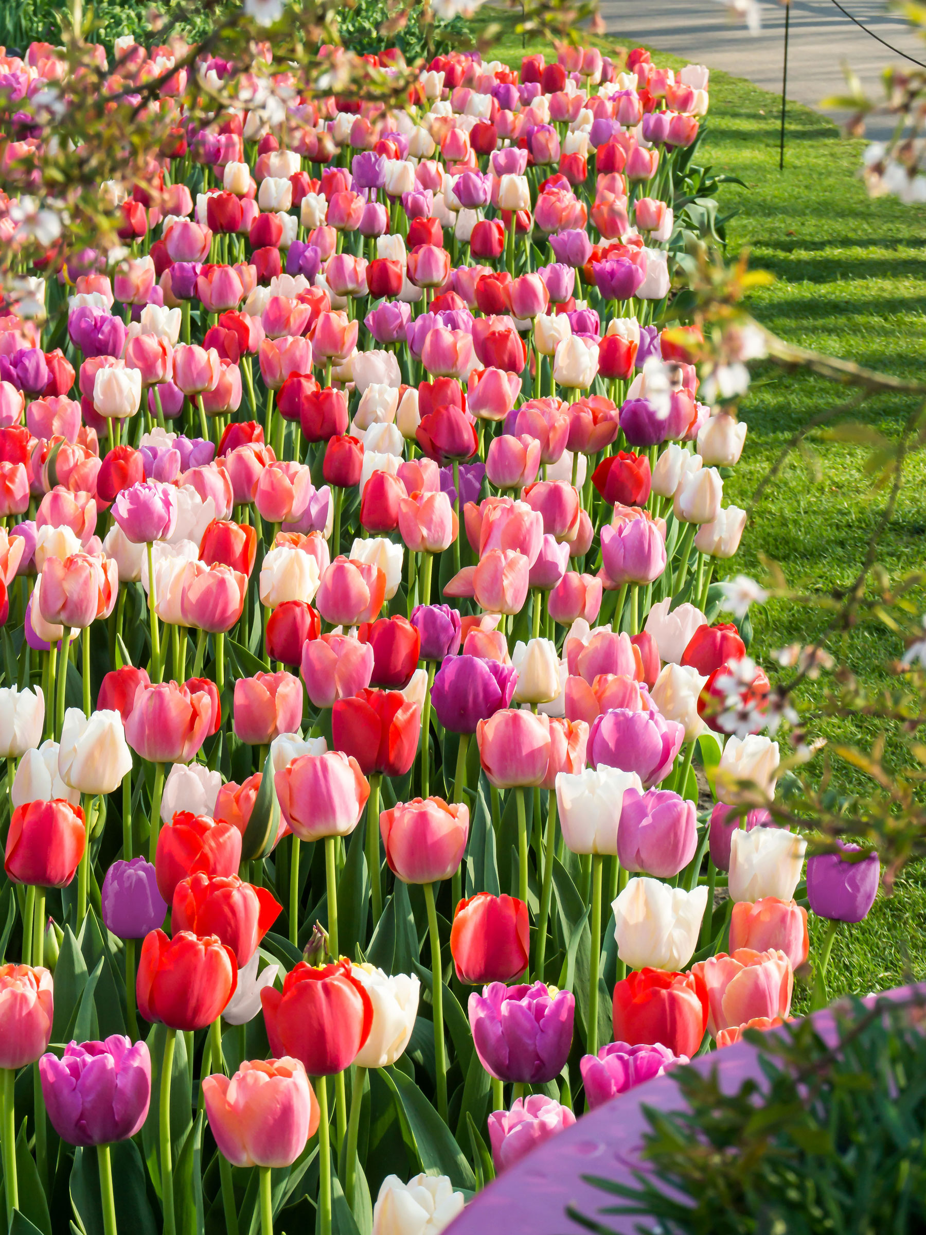 Tulip Border Garden Rainbow River | Bluestone Perennials