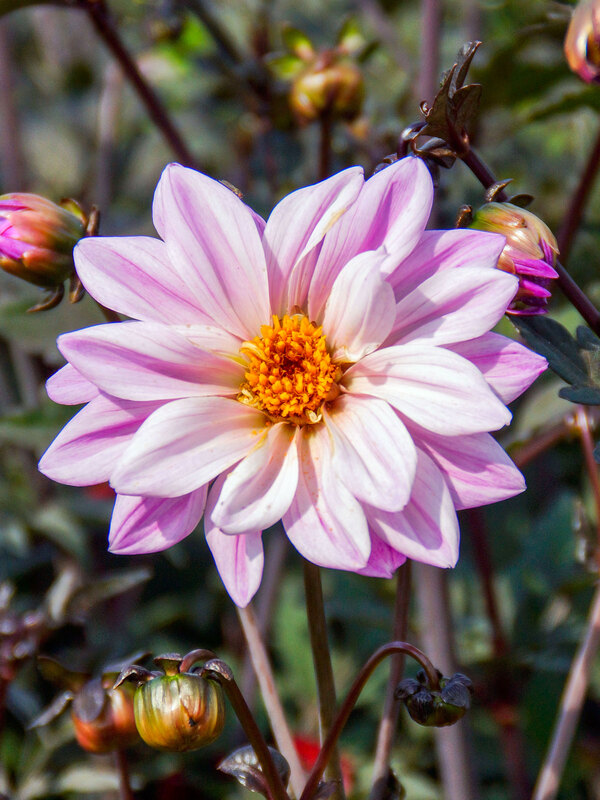 Dahlia Bishop of Leicester