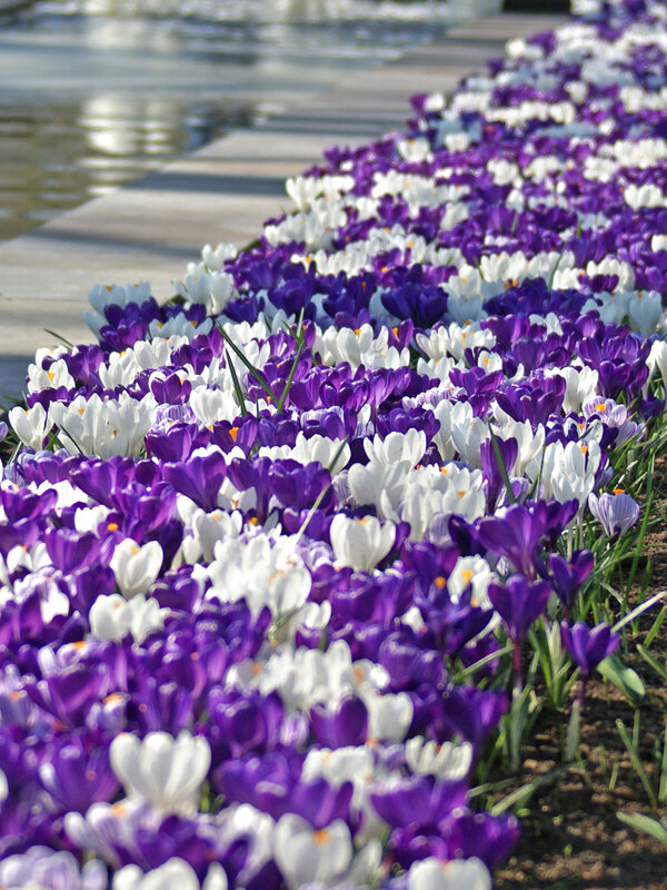 Blue Blend Landscape Bag - Crocus
