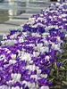 Blue Blend Landscape Bag - Crocus