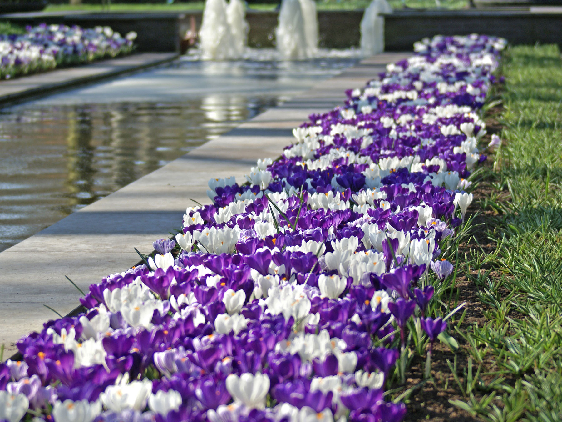 Blumes® Blue Blend Landscape Bag | Bluestone Perennials