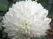 Dahlia Blizzard