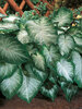 Caladium Aaron