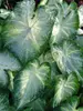 Caladium Aaron