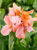 Canna Apricot Frost