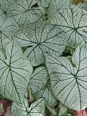 Link to Caladium Allure