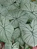 Caladium Allure