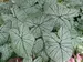 Caladium Allure