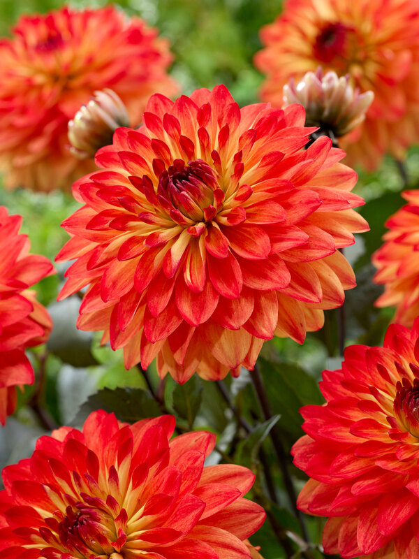 Dahlia Candlelight Amberglow