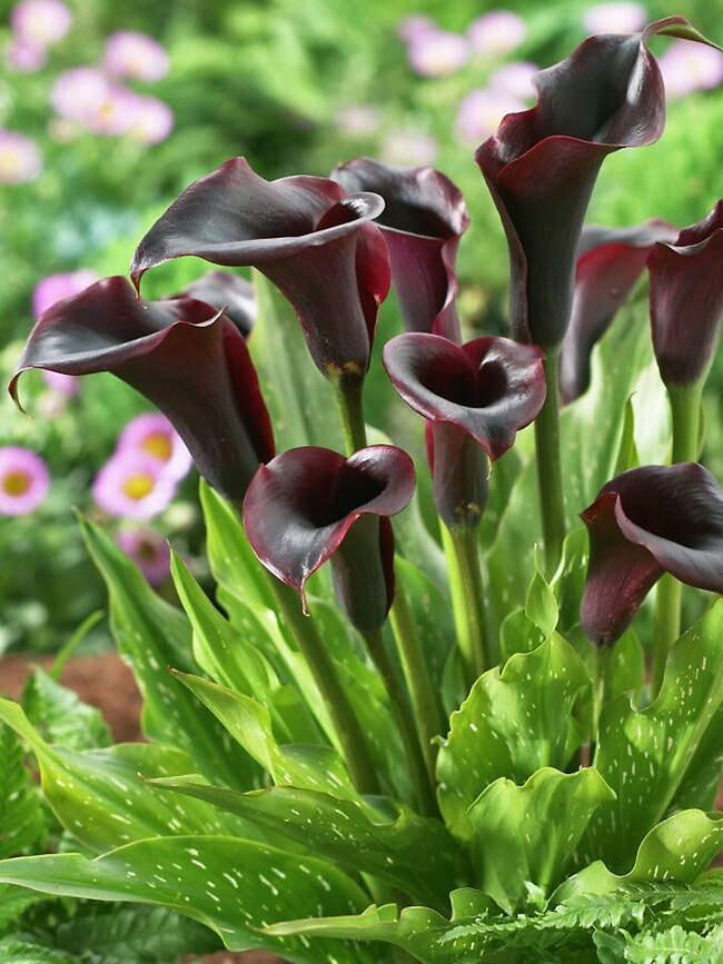 Calla Black Forest