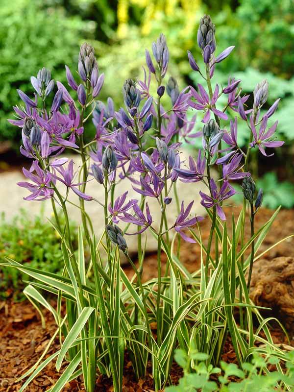 Camassia Blue-Melody