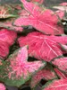 Caladium Ballet Slippers