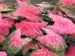 Caladium Ballet Slippers