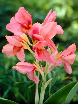 Link to Canna China Doll