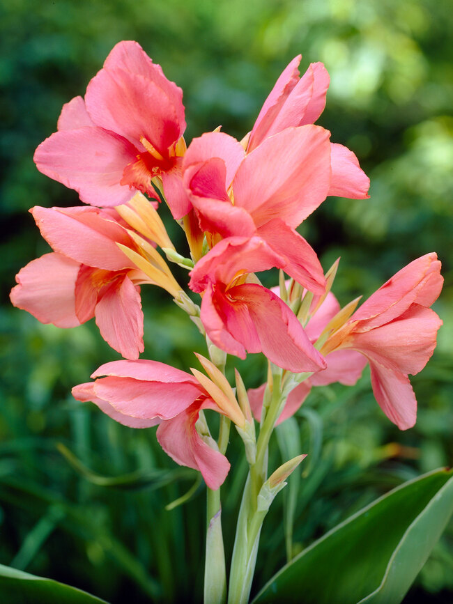 Canna China Doll  Bluestone Perennials