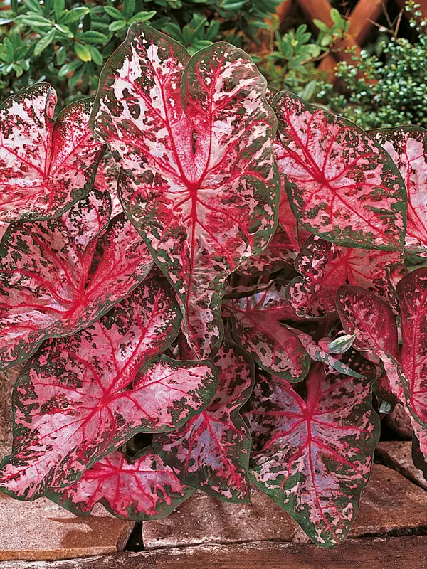 Caladium Carolyn Whorton