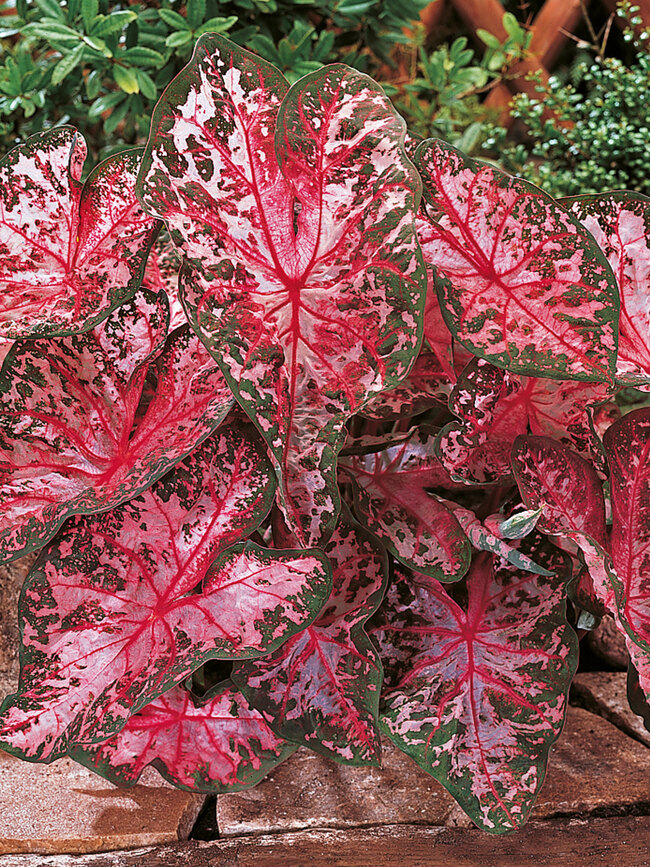 Caladium Carolyn Whorton