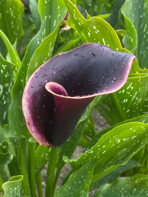 Calla Dubai Nights | Bluestone Perennials