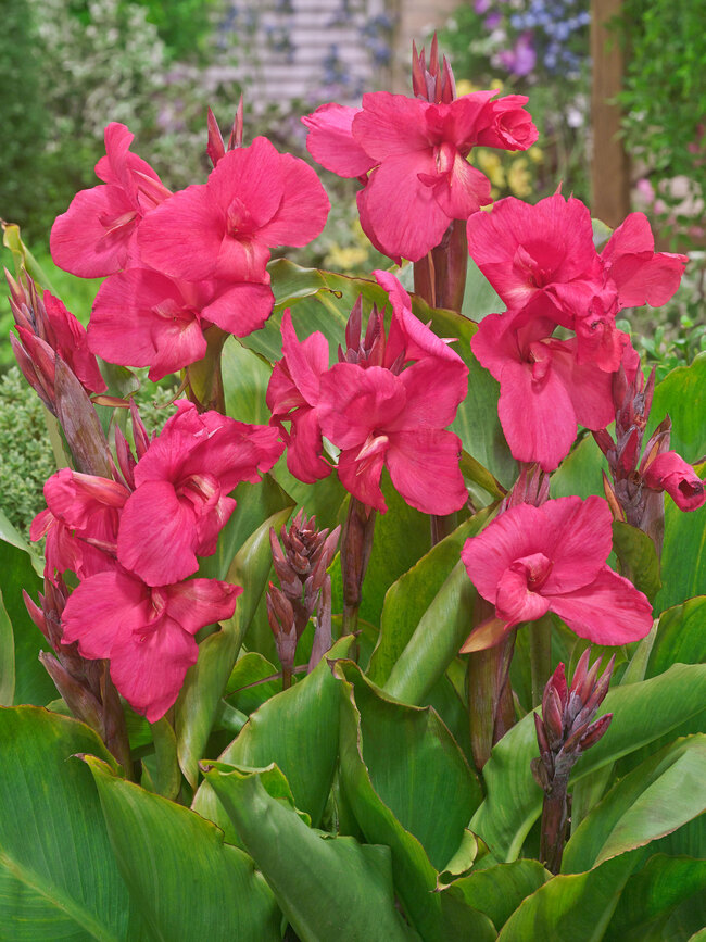 Canna Empire (Canna Lily)