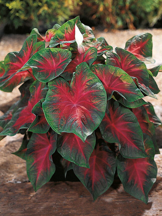 Caladium Florida Cardinal