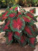 Caladium Florida Cardinal