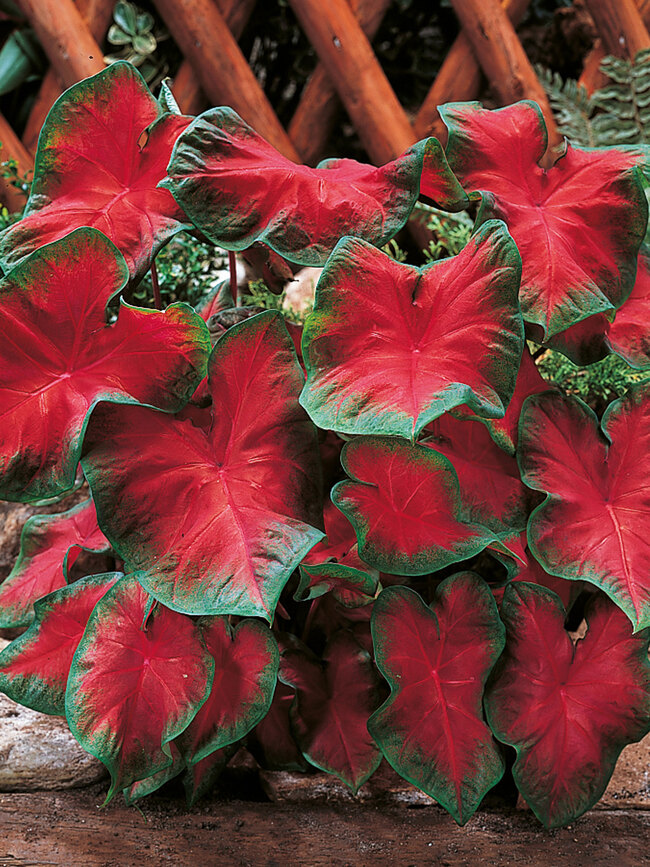 Caladium Frieda Hemple