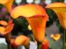 Calla Flame