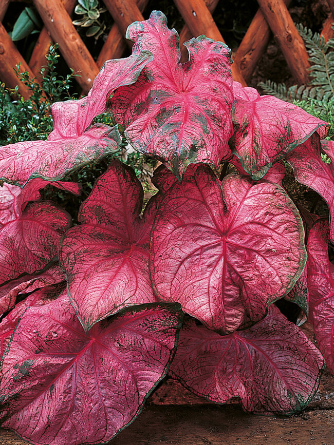 Caladium Fanny Munson