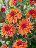 Dahlia Candlelight Fiery Thorn