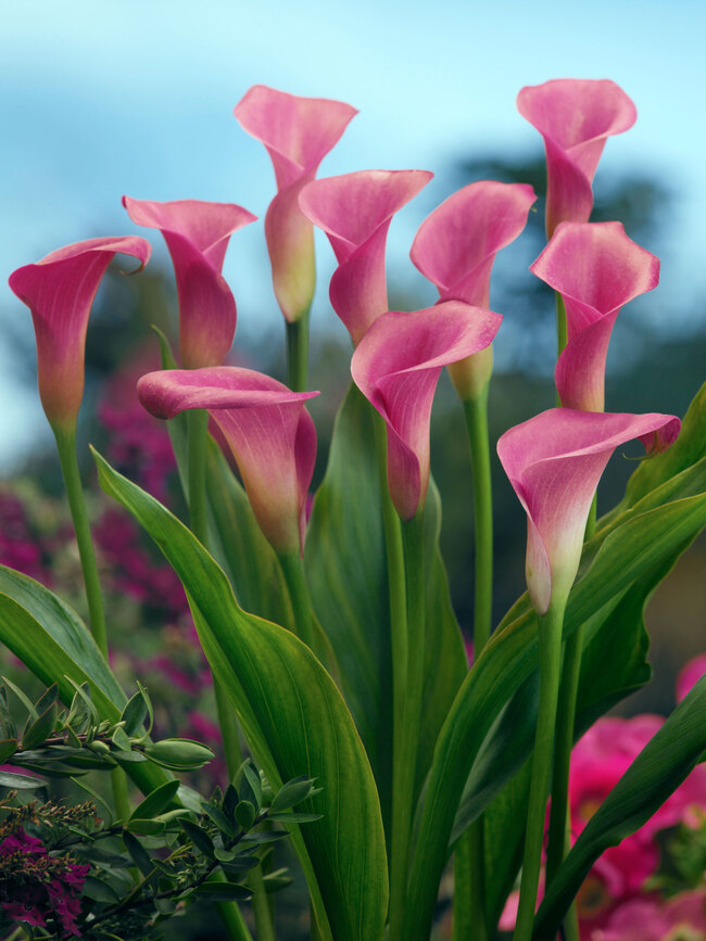 Calla Garnet Glow