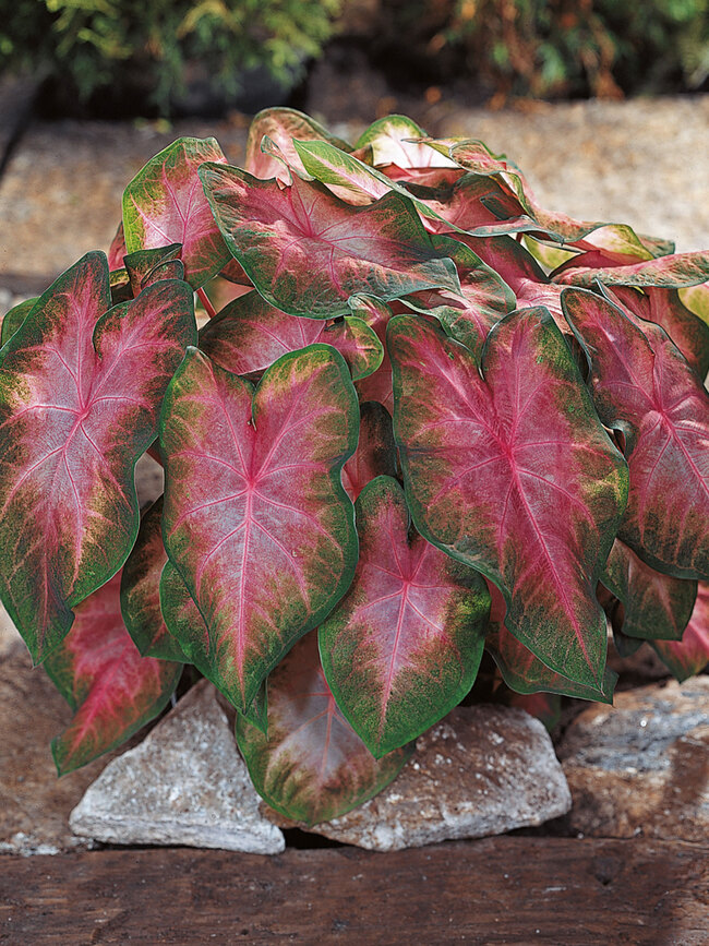 Caladium Kathleen