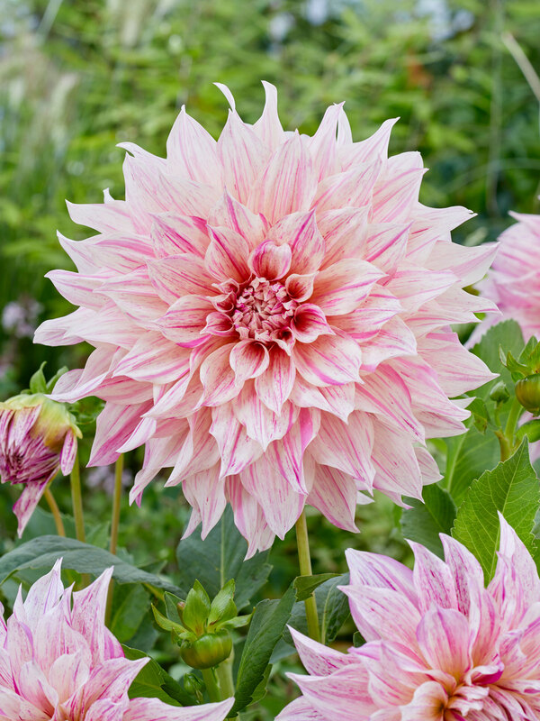 Dahlia Caf&eacute; au Lait Twist