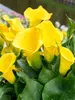 Calla Millennium Gold