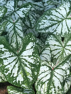 Link to Caladium Monument