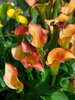 Calla Orange Patio Garden