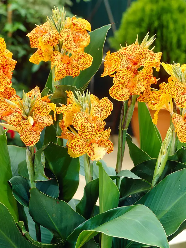 Canna Picasso