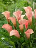 Calla Peach Pearl