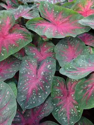 Link to Caladium Party Punch
