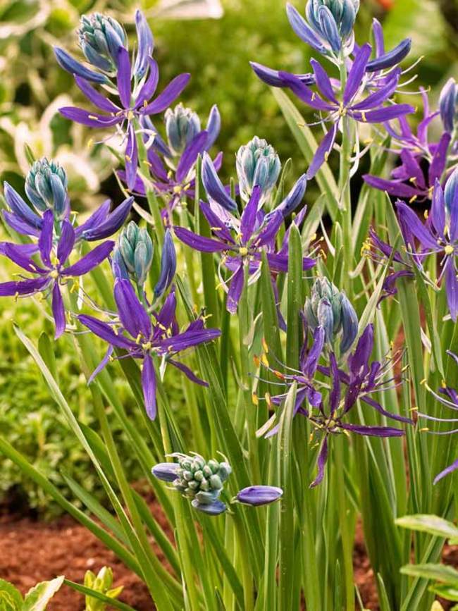 Camassia Quamash Bluestone Perennials