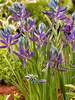 Camassia Quamash