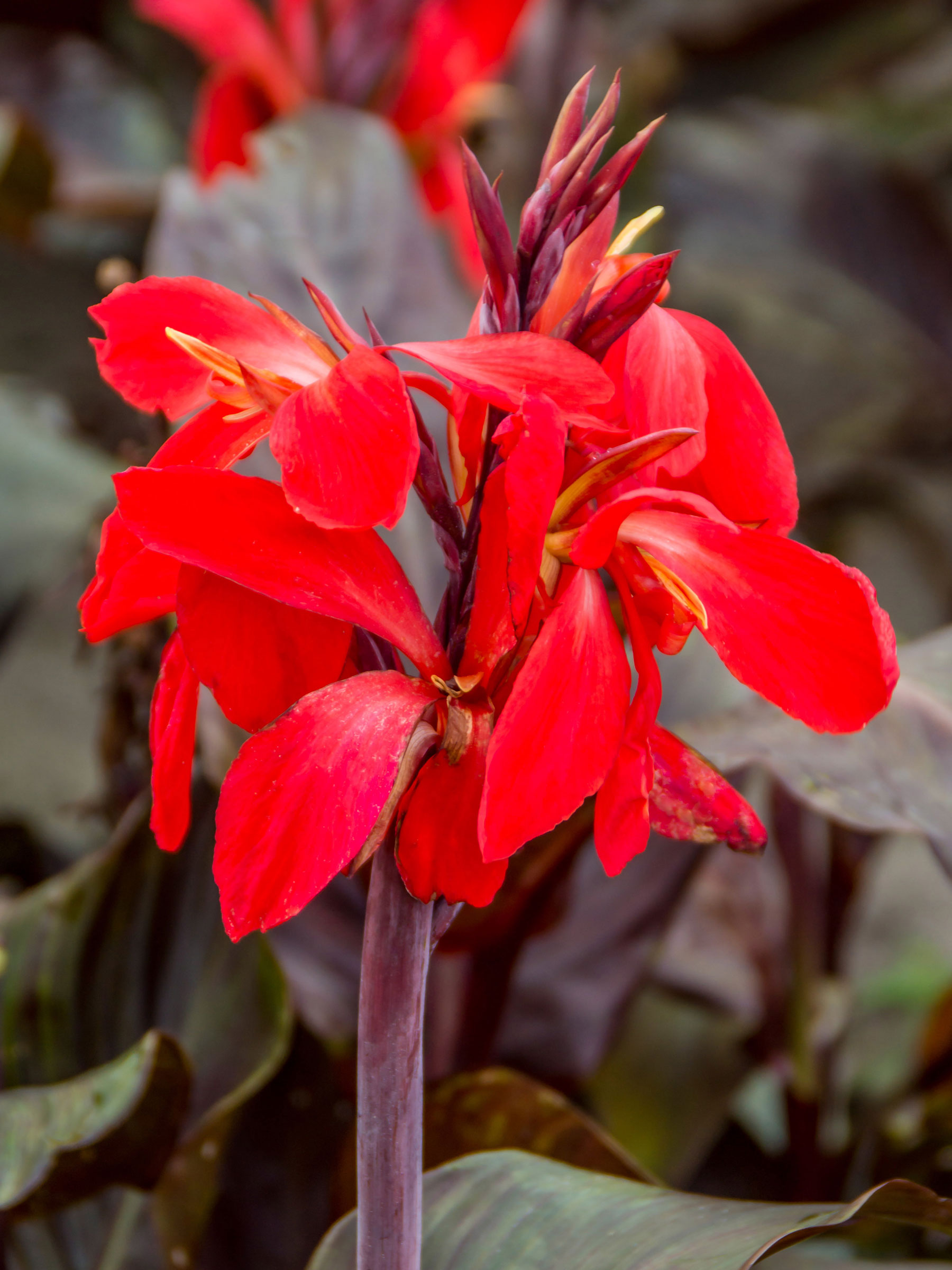 Canna Red Futurity | Bluestone Perennials