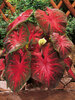 Caladium Red Flash