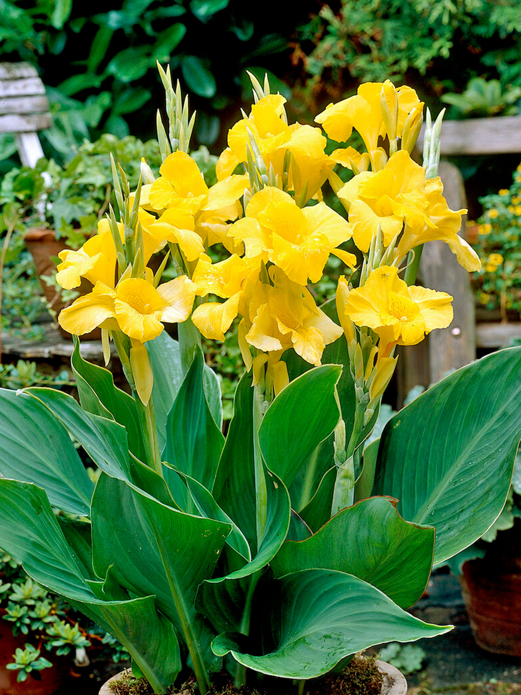 Canna Richard Wallace Patio Garden | Bluestone Perennials