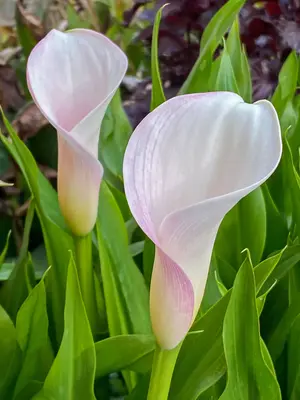 Calla Dubai Nights | Bluestone Perennials