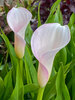 Calla Strawberry Blush